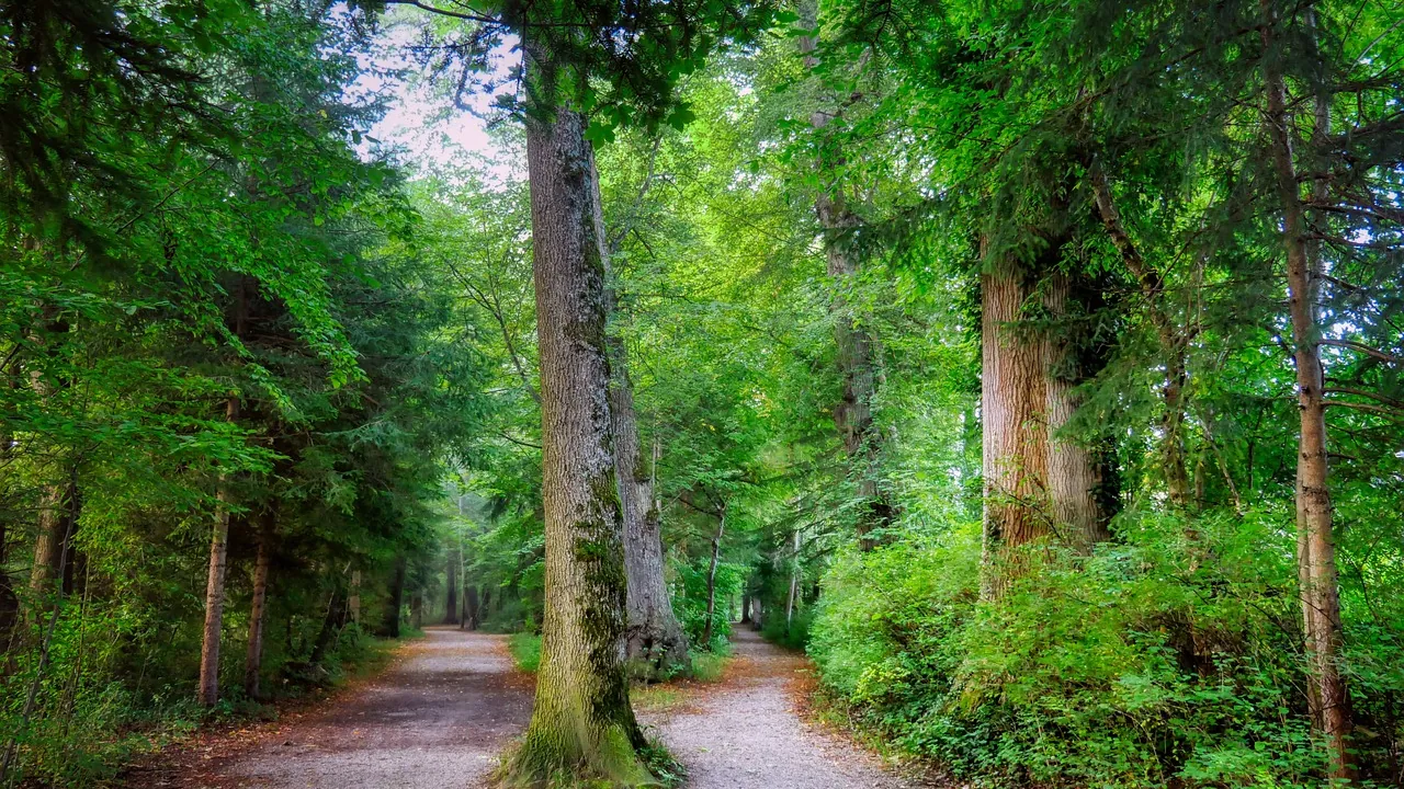 Chemin forestier qui se sépare en deux